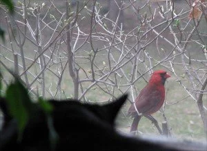 cardinal on a branch being watched by a cat